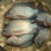 Gift Tilapia