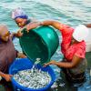 Small pelagic fish processors from Mafia Island, Tanzania, collecting fish from a fishing boat after landing, preparing them for processing and storage. Photo by Festo Lumwe.