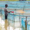 Feeding fish on a commercial farm in Nigeria, where feed decisions shape costs, growth, and farm performance. Photo: Sam, WorldFish.