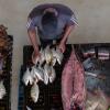 Visit to fish market in Zanzibar, Tanzania. Photo by Philipo Ngonyani.