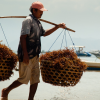 There is potential for seaweed-related sustainable farming in many coastal community areas in low- and middle-income countries. Photo by WorldFish.