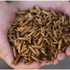 Dried black soldier fly larvae. Photo courtesy of EnviroFlight.