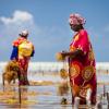 Harvesting seaweed in Jambiani