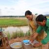 Women-Led Prawn Sampling for Growth Monitoring, Kampong Thom Province © SEAN Vichet