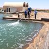 WorldFish visit under F2R-CWANA, to an Integrated Agriculture-Aquaculture (IAA) farm in Wadi Moghra, Marsa Matrouh governorate, Egypt. Photo by Ahmed Nasr-Allah, Country Representative, WorldFish – Egypt.