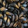 mussels