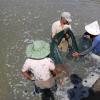 The shrimp harvest near Lhokseumawe, Aceh, Indonesia. Photo by Toby Johnson, WorldFish.