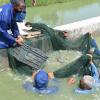 Fish Sample for growth follow in In-Pond Raceway System (IPRS) in WorldFish. Photo by WorldFish.