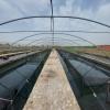 The breeding hapas at the raceway greenhouse, WorldFish’s facility, Abbassa, Abu-Hammad, Sharqia, Egypt. Photo by Hussam Shaheen, Research Assistant, WorldFish, Egypt.