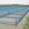 The fixed hapas in open ponds for spawning at WorldFish’s facility, Abbassa, Abu-Hammad, Sharqia, Egypt. Photo by WorldFish-Egypt