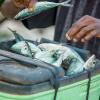 Photos of fishers, fish processors, and fish sellers captured from Jimbo beach in Kwale County, Southern Coast of Kenya. Photo by WorldFish.