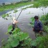 Aquaculture, China. Photo by He Qing Yunnan Officer, WorldFish.