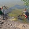 Netting the fingerlings in El Minya, Upper Egypt. Photo by Jens Peter Tang Dalsgaard, WorldFish.